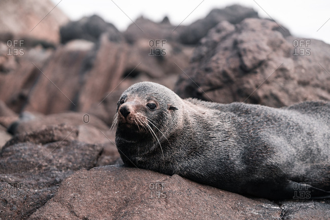 Brown adorable seal lying and enjoying sun on rocky beach in daylight