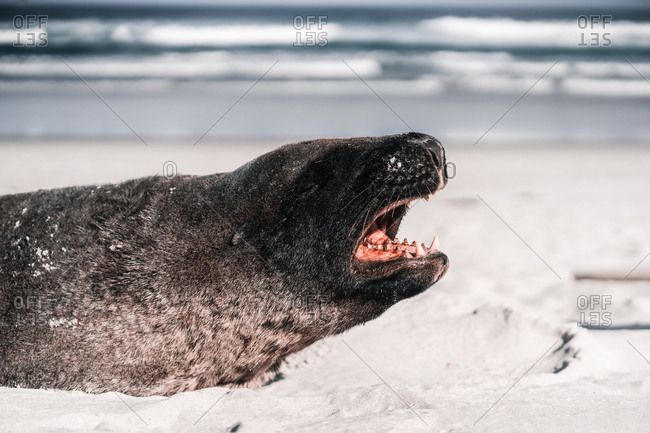 Brown adorable seal lying and enjoying sun on beach in daylight