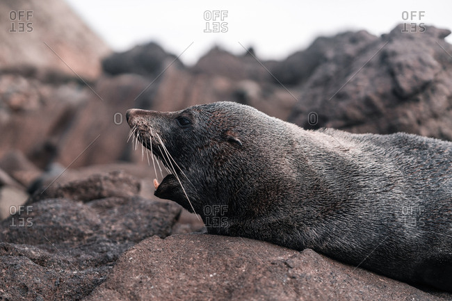 Brown adorable seal lying and enjoying sun on rocky beach in daylight