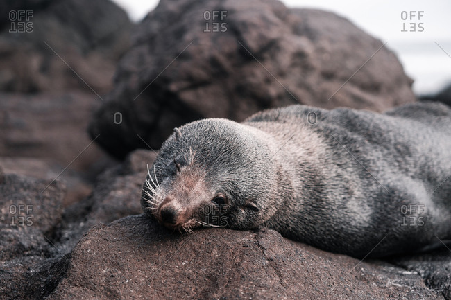 Brown adorable seal lying and enjoying sun on rocky beach in daylight