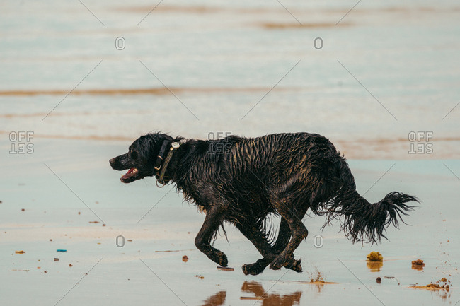 Black Croatian Shepherd with wet fur running on wet sand towards waving sea