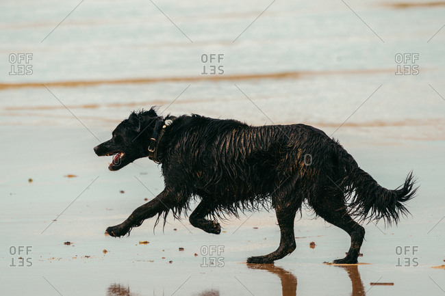 Black Croatian Shepherd with wet fur running on wet sand towards waving sea