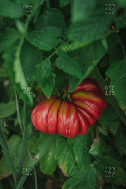 Red ripe tomato hanging amidst green leaves on garden plant