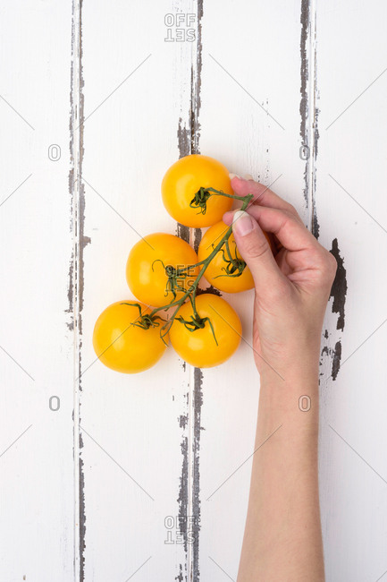 Hand holding yellow tomatoes on the vine