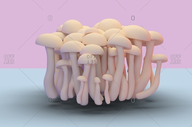 Shimeji mushrooms, illustration