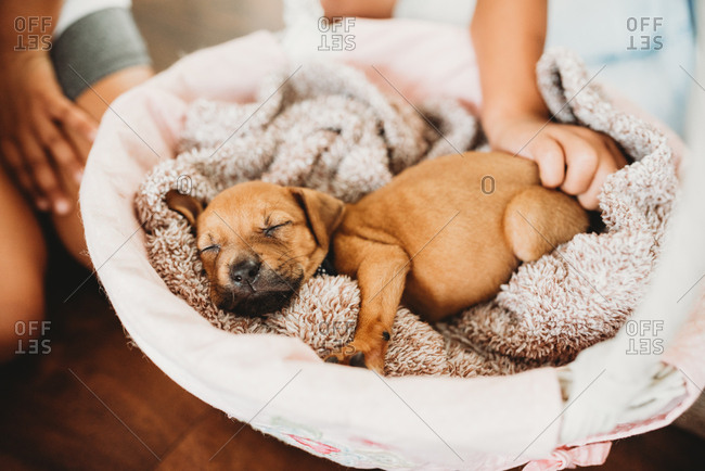 Kids petting sleeping puppy