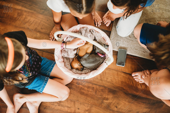 Overhead view of kids petting sleeping puppies
