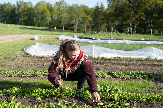 Woman planting young plants in a garden