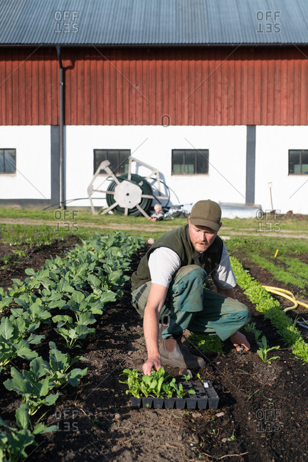 Man planting young plants in a garden