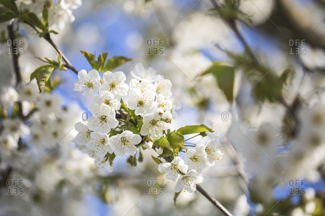 Cherry tree blossom