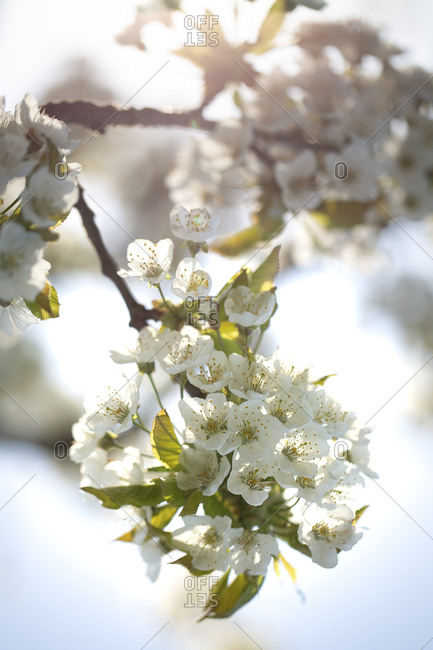 Cherry tree blossom