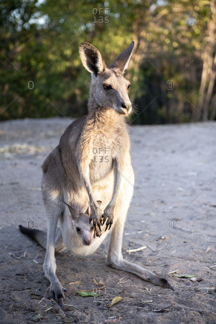 kangaroo joey in pouch