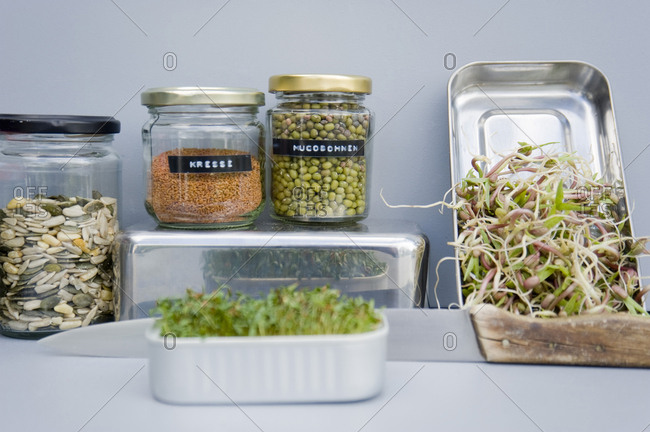 Preserving jars with grain- mung sprouts and cress- home grown sprouts