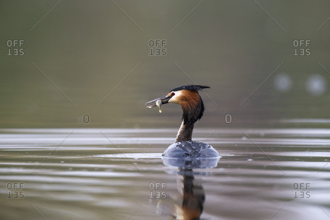 Scotland- Great crested grebe with prey