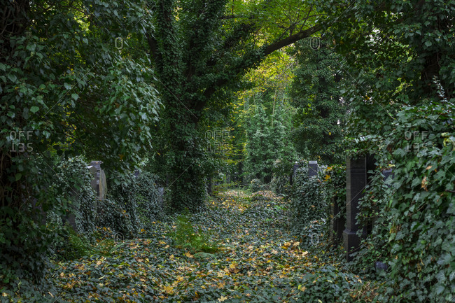 Leafy, overgrown paths in the New Jewish Cemetery in Zizkov, Prague, the Czech Republic.
