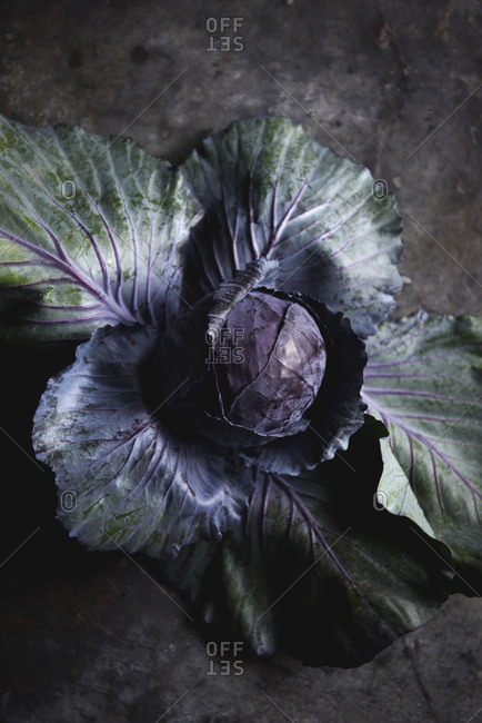 Purple Cabbage