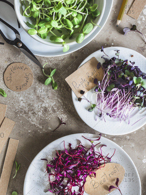 Micro greens on plates with garden tags and scissors on the gray background