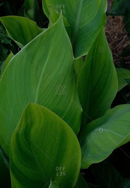 Close up of large green plant