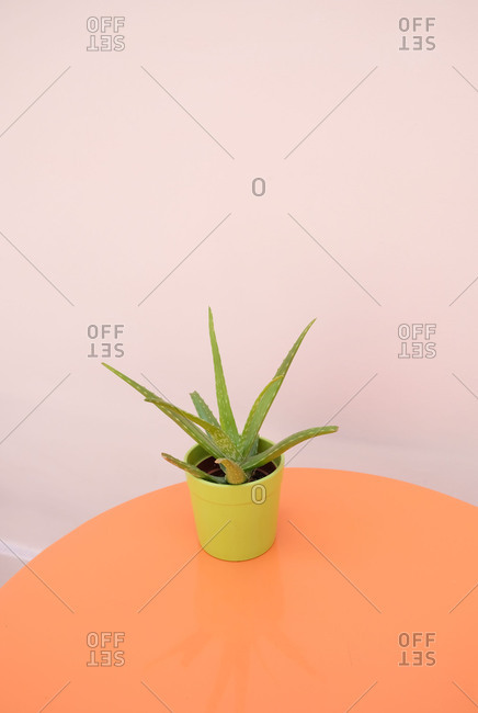 Aloe vera plant on round table