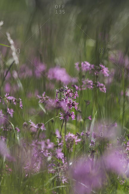 Ragged Robins on a wet meadow