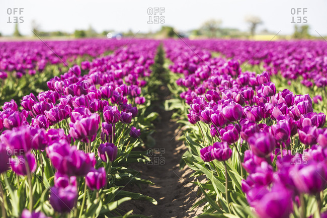 Germany- pink tulip field
