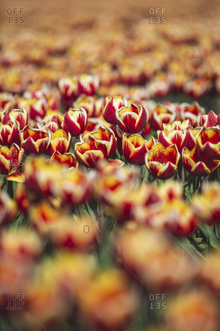 Germany- tulip field