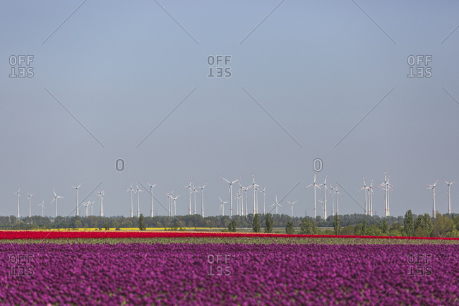Germany- tulip fields with wind wheel in the background