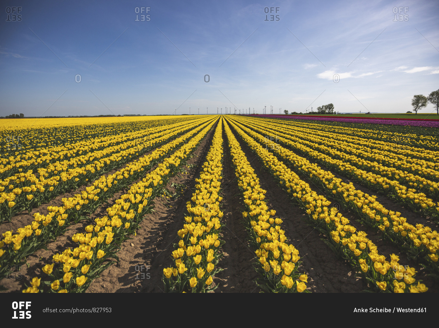 Germany- yellow tulip field