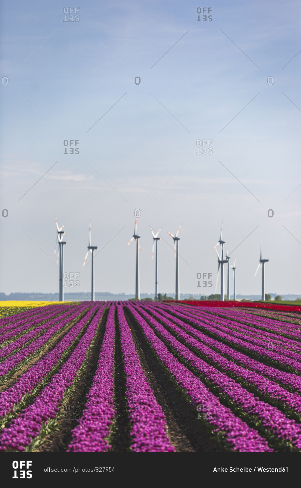 Germany- pink tulip field