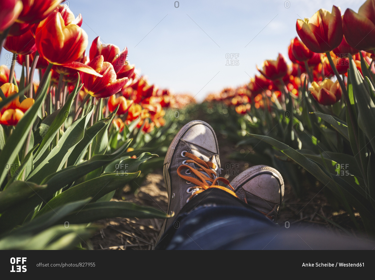 Germany- woman's feet in a tulip field