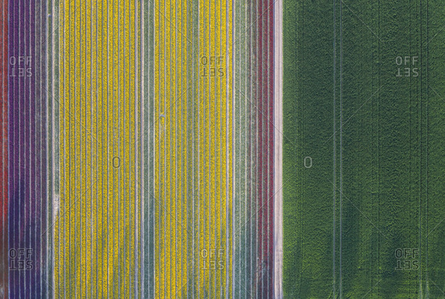 Germany- Saxony-Anhalt- aerial view of tulip fields