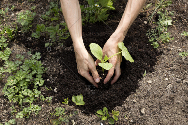 Organic garden- gardener planting a pumpkin plant