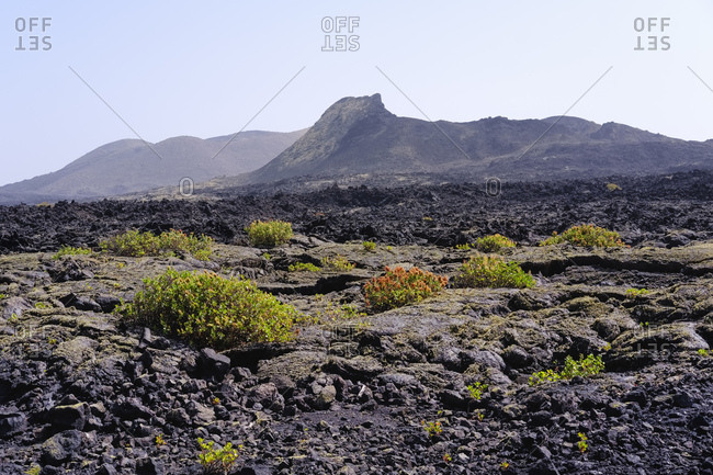 Spain- Canary Islands- Lanzarote- Los Volcanoes Nature Park- Caldera Santa Catalina- Canary Islands sorrel