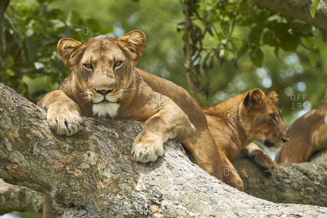 Africa- Uganda- Fort Portal- Elizabeth National Park- lions lying on a tree