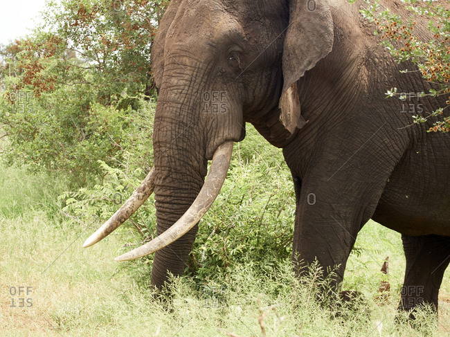 Africa- Botswana- Chobe National Park- Elephant in the savannah