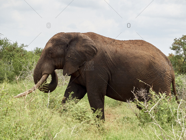 Africa- Botswana- Chobe National Park- Elephant walking in the savannah