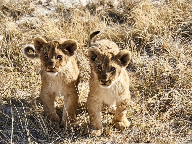 Africa- Namibia- Halali- Etosha National Park- portrait of two lion cubs
