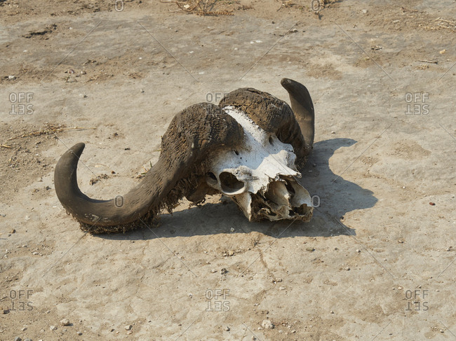 Animals Dying Stock Photos Offset