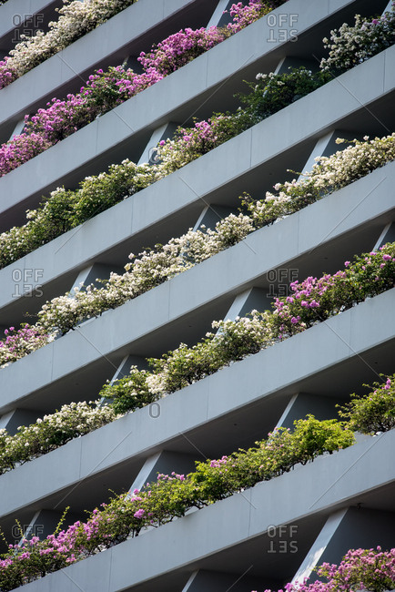 October 02, 2018: View of pink bougainvilleas on Marina Bay Sands balcony in Singapore. Singapore