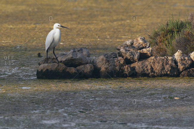 Snowy egret standing on rocks on coast