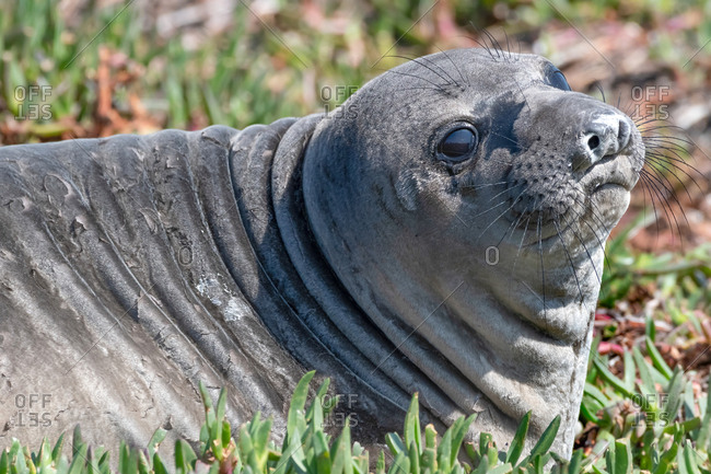Newborn seal pup - Offset Collection