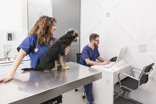 Redhead man veterinarian doctor consults patient data in the computer while his coworker  attends a patient puppy