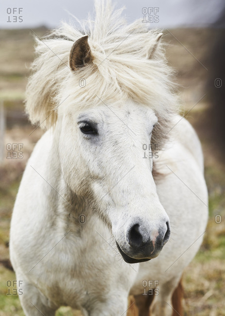 A white Icelandic horse in summertime