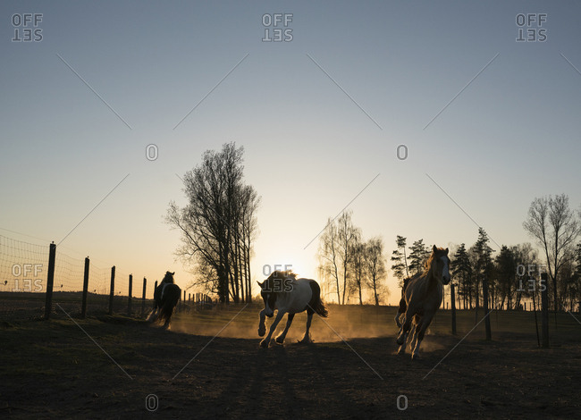 Horses running in idyllic pasture at sunset, Wiendorf, Mecklenburg, Germany