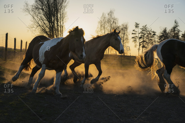 Horses running in idyllic pasture at sunset, Wiendorf, Mecklenburg, Germany