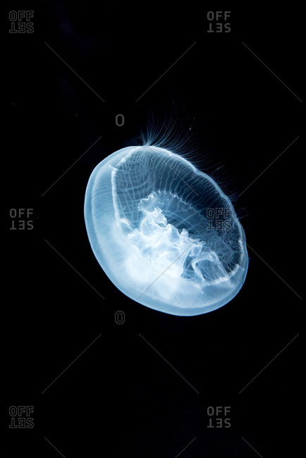 A transparent jellyfish floating in a dark background