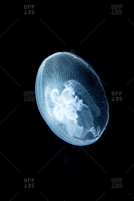A transparent jellyfish floating in a dark background