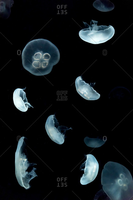 A transparent jellyfish floating in a dark background