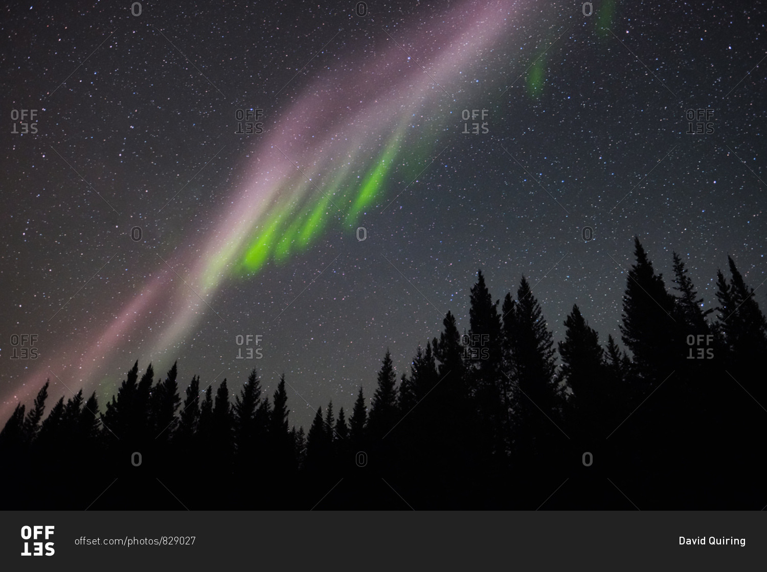 Aurora (Northern Lights) streak across a starlit sky above coniferous trees