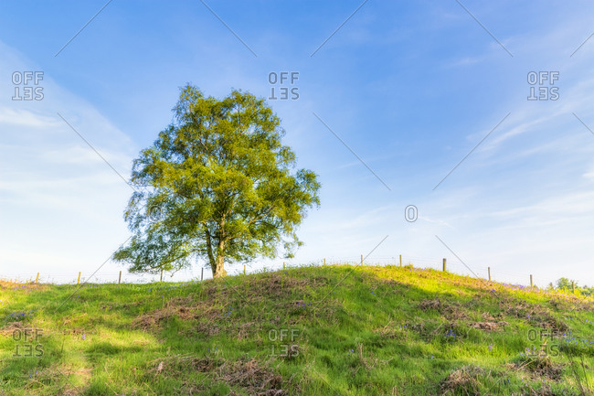 Single tree on hill- Perth- Scotland